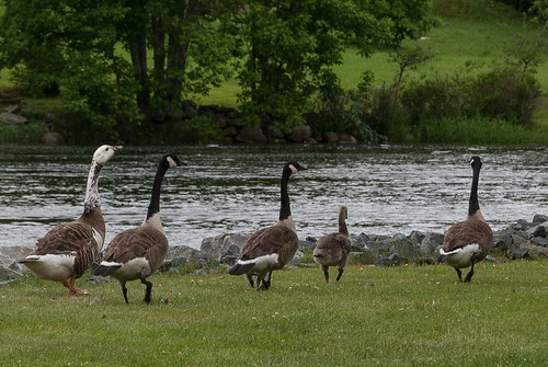canada nature birds geese novascotia wildlife milton freshwater sources ducksorswans
