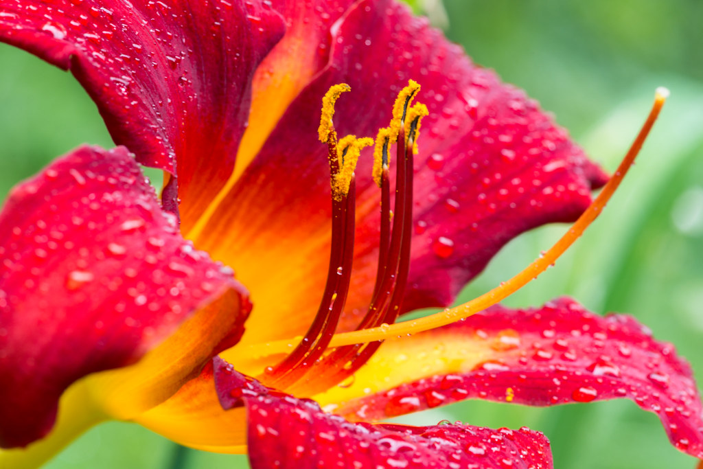 Lilly in the Rain