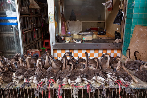 Bound ducks at a market in Guangzhou, China.