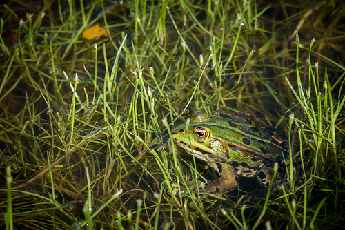 france macro eau photographie animaux printemps vienne grenouille saison batracien poitoucharentes éléments pinail vouneuilsurvienne