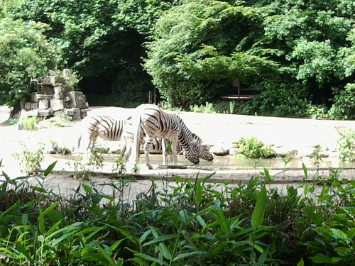 durstige Zebras