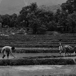 Farming at Kangra valley - Himachal