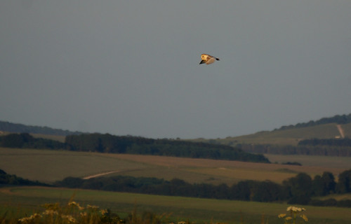 uk light sunset summer sun colour june landscape evening focus dof hunting flight solstice owl lit wiltshire distance barnowl salisburyplain tytoalba stevemaskell 2014 wilts