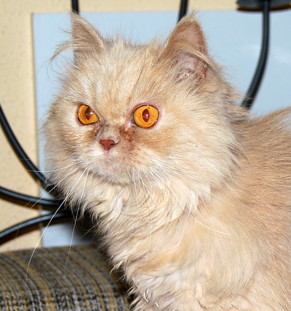 Alba, gata persa vainilla esterilizada de ojos cobrizos nacida en 2011, necesita un hogar. Valencia. ADOPTADA. 14305953666_67ebbb2664_z