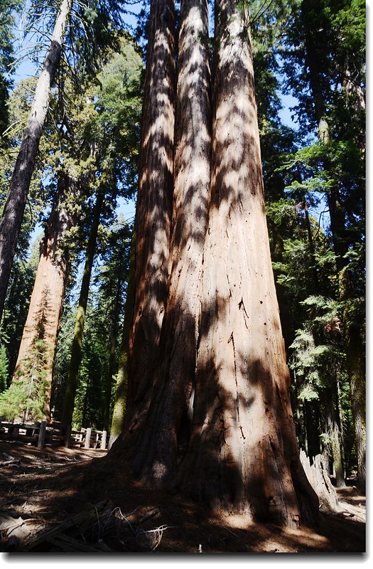 Giant Forest, Sequoia National Park 2