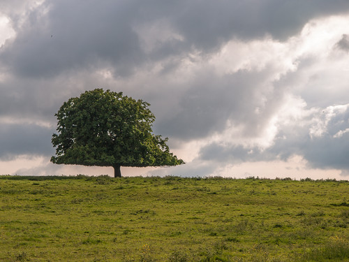 france nature vert normandie nuage paysage arbre 2014 marronnier seinemaritime hautenormandie paysdebray lafertésaintsamson projetfj14 2014016