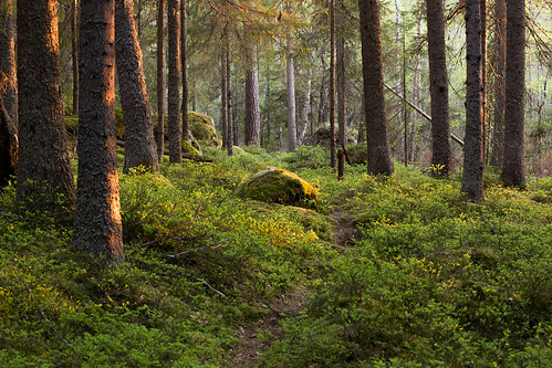forest golden sweden hour dalarna mosse valla zweden hedemora bleuberry dalarnaslän