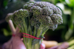               broccoli bunch