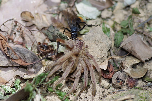 黑蛛蜂（Anoplius sp.）正賣力的將蜘蛛帶回巢中，野外常可見這類蛛蜂獵捕大型的蜘蛛。（圖片攝影：李鍾旻）