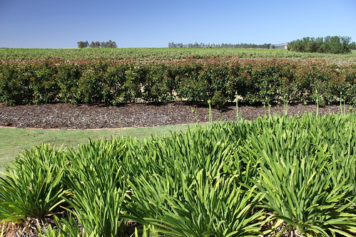 travel vineyard wine australia adelaide southaustralia barossa