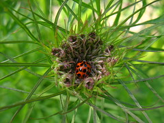 Harmonia axyridis (Multicolored Asian Lady Beetle)  IMG_6591