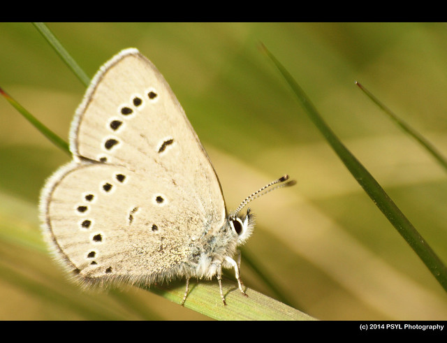 Silvery Blue Butterfly (Glaucopsyche lygdamus)