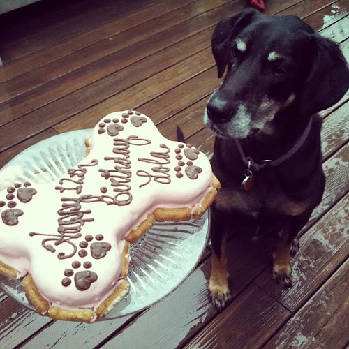 Happy Birthday Baby Girl! #dobermanmix #instadog #dobiemix #birthday #thebarkery #cake #dogstagram #seniordog #ilovemyseniordog #ilovemydogs #happydog