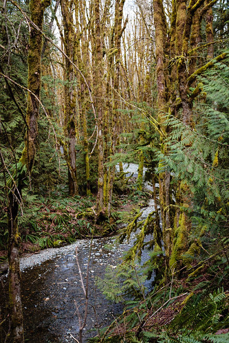 canada tree nature moss rainforest britishcolumbia vancouverisland cowichan temperaterainforest transcanadatrail