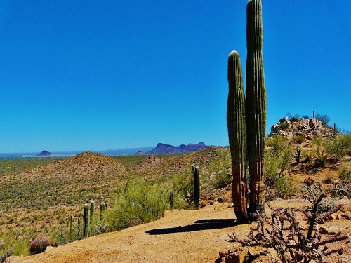 park travel vacation arizona usa america spring nps trails saguaro nationalparks saguaronationalpark 2013 westdistrict