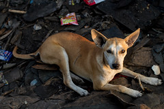 Tondo Landfill Dog