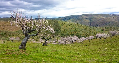 amendoeiras flor castelo melhor almendra portugal trilhos caminhadas trekking sony z1