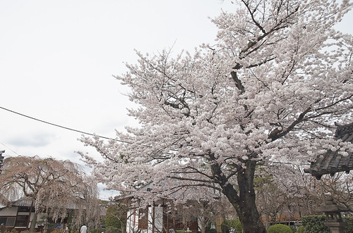 【写真】2014 桜 : 本満寺/2021-05-28/IMGP5694