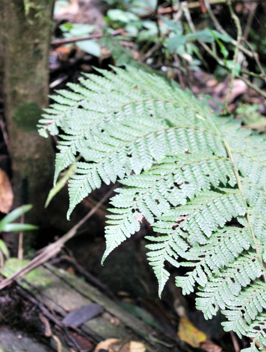 Hi Sugarplum | El Yunque Rainforest