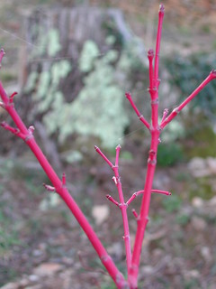 Acer palmatum Sango-kaku 0112