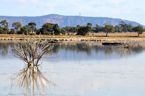 autumn lake reflection reflections landscape nikon australia victoria swans vic blackswans mtarapiles natimuk wimmera mountarapiles lakenatimuk d5100 nikond5100 phunnyfotos