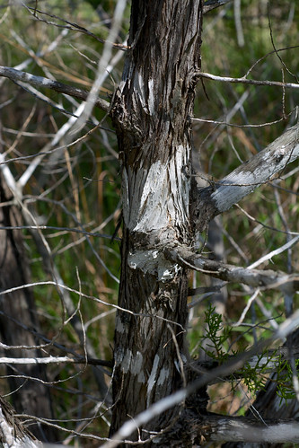 white tree bark cupressaceae juniperus juniperusashei