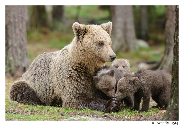 Mother bear and 3 cubs of a few ...