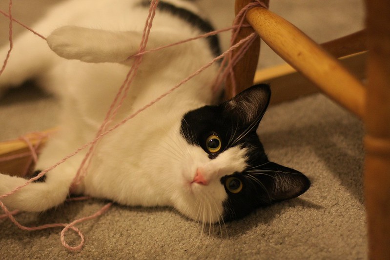 Simpkin in a yarn web
