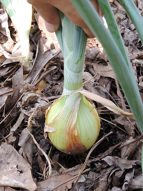 harvesting-and-storing-onions-07