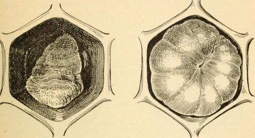 Image from page 6 of "Cause of European Foul Brood" (1912)