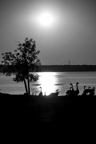 blackandwhite bw nature birds silhouette sunrise nikon shadows goose 365 petrie petrieisland 365dayproject d3100 nikond3100 d3100nikon