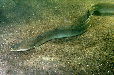 歐洲鰻。作者：Ron Offermans；取自：http://commons.wikimedia.org/wiki/File:Anguilla_anguilla.jpg。本圖符合CC授權。