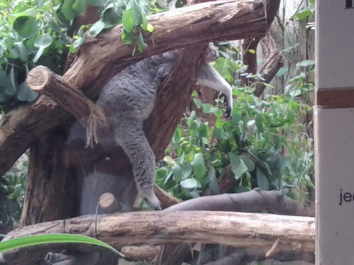 Auch bei den Koalas war abhängen angesagt!