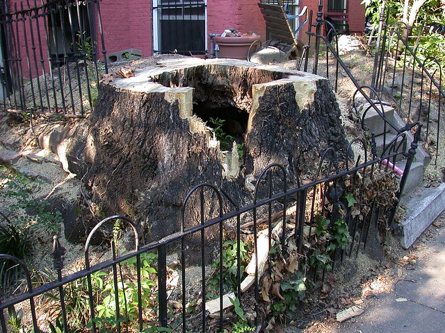 Ailanthus stump