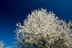 Cerisier en fleurs - Photo of Le Fresne