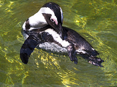 Memphis Zoo 08-31-2016 - African Black-footed Penguin 6