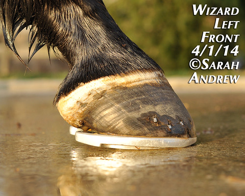 Wizard's hooves: 4/1/2014