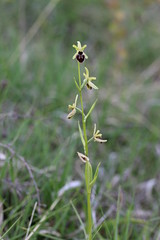 Early Spider Orchid - Ophrys sphegodes