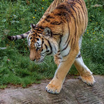 Tigers at Dartmoor Zoo