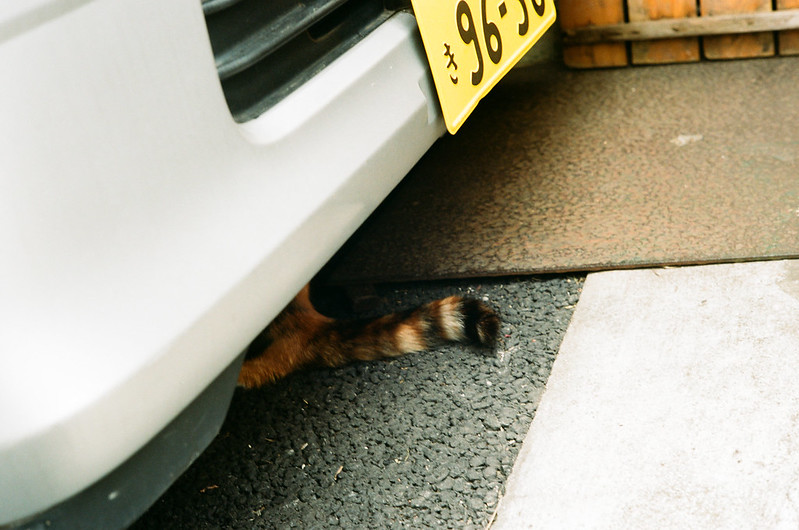 cat and parking