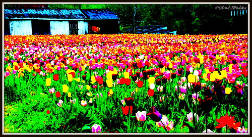 flower nature barn virginia spring tulips tulip haymarket tulipfarm nikond600 impressionismphotography renalbhalakia nikon28300mmvr burnsidefarm