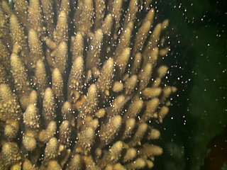 海水回溫，東沙珊瑚進入產卵季節；圖片來源：東沙海洋國家公園管理處