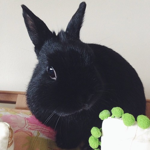 Happy rabbit! #georgebunny #bunstagram