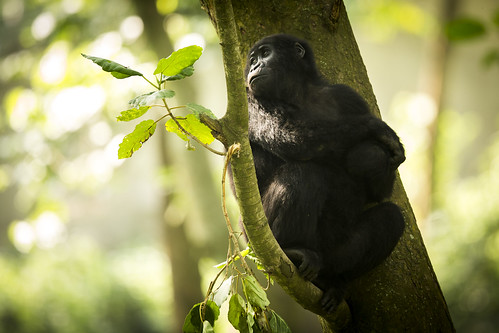 africa gorilla drc 2014 kivu virunga