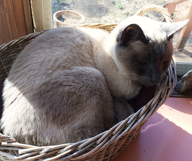 cat in a basket, afternoon sunshine