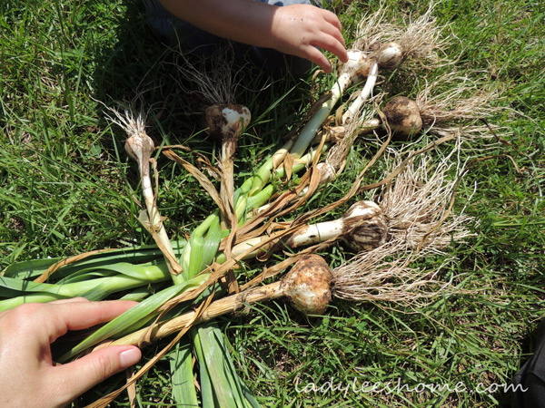 Harvesting-And-Curing-Garlic-06