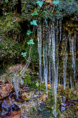 autumn españa musgo ice moss ivy icicle otoño hielo cataluña hiedra osona carámbano sal18250 santamariadebesora