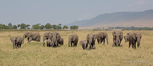 africa elephant kenya safari mara afrika elephants elefant kenia masai elefanten