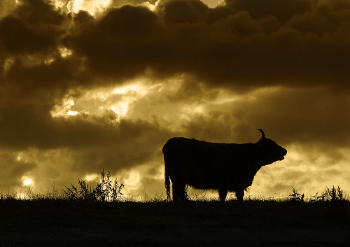 sunset sky silhouette backlight cow moody cattle cheshire cloudy hill horns bull beast backlit foolonthehill moodysky spilttone
