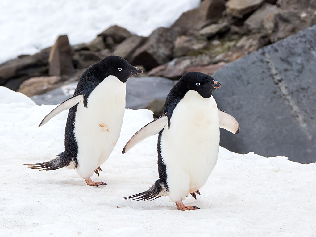 10 Terrifying Facts You Can't Unlearn About Penguin Sex